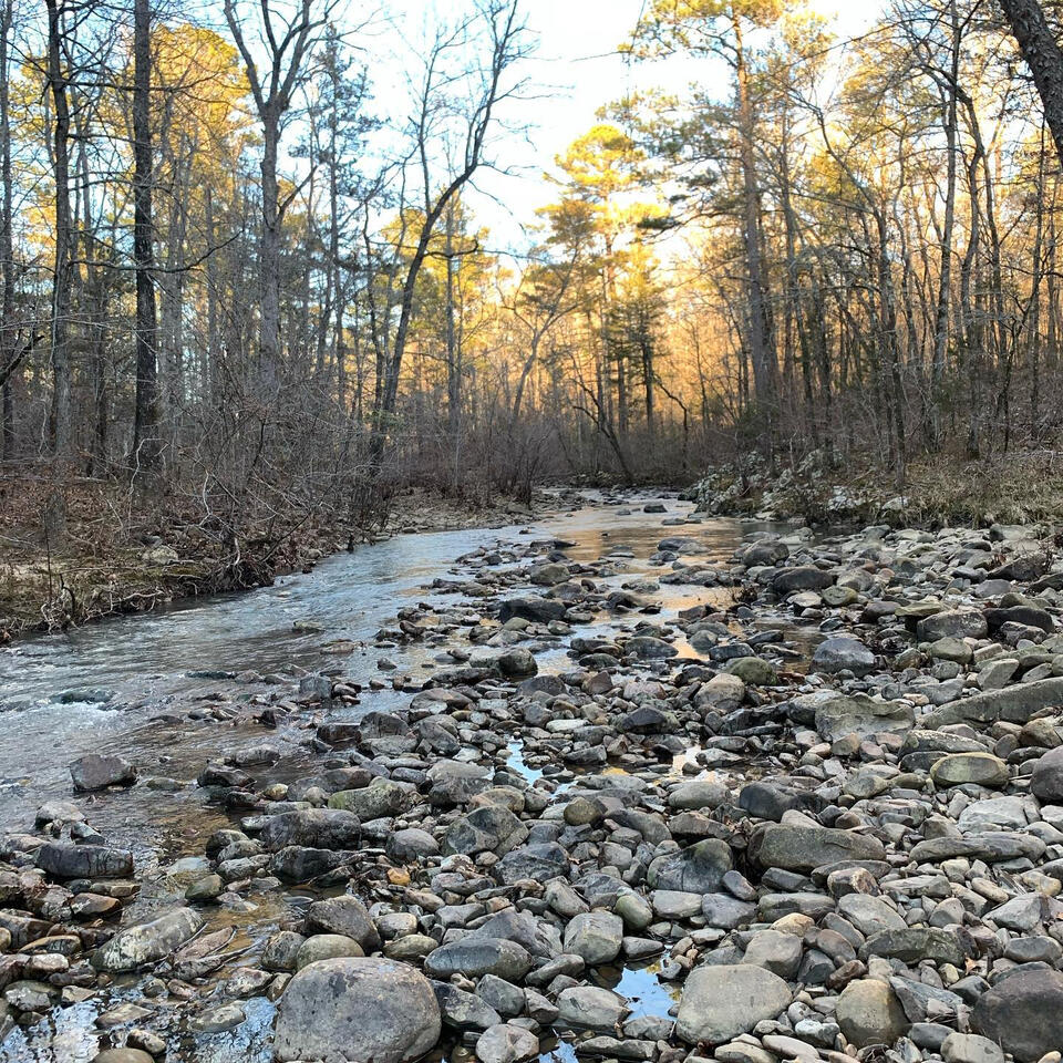 creek and trees basking in sunlight